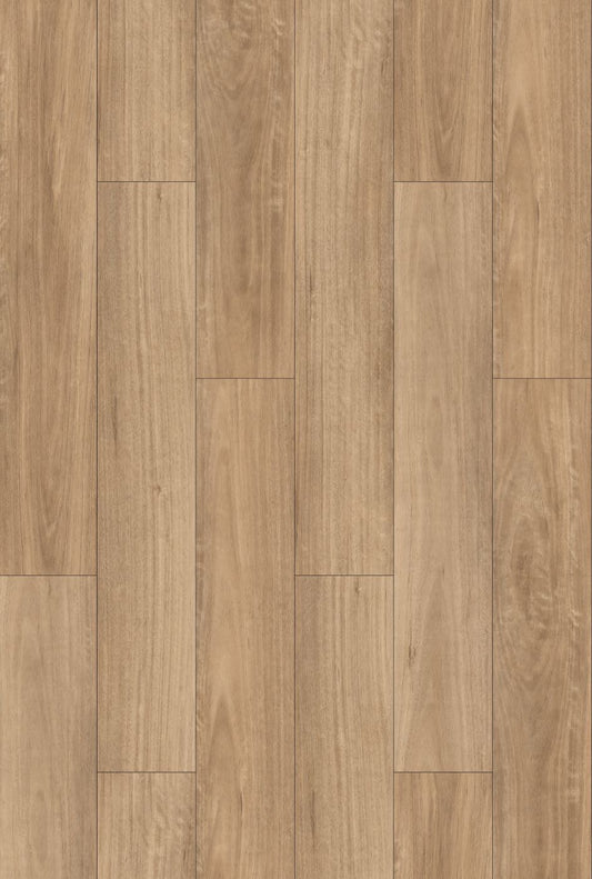 Blackbutt